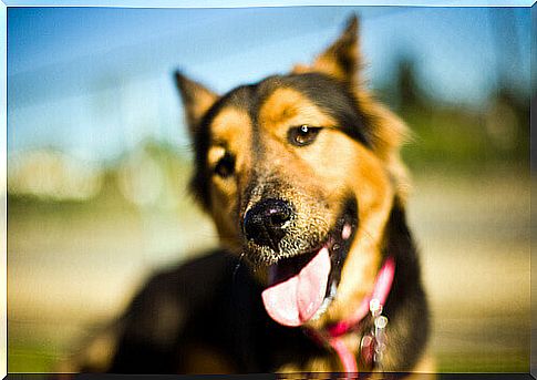 Brown and black dog with the tongue hanging out