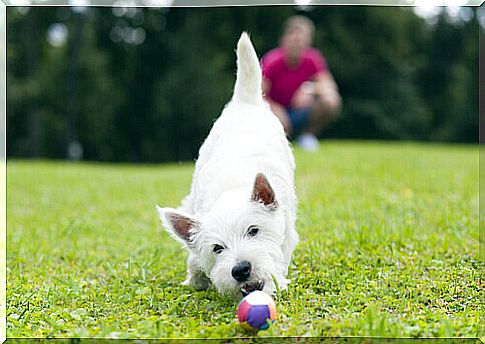 Little white dog playing with the ball in the park.