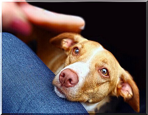 stray dog ​​receiving affection