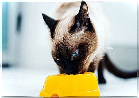 cat eating feed