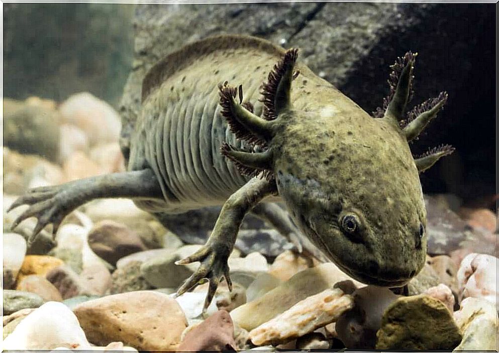 How to cool an axolotl's aquarium water?