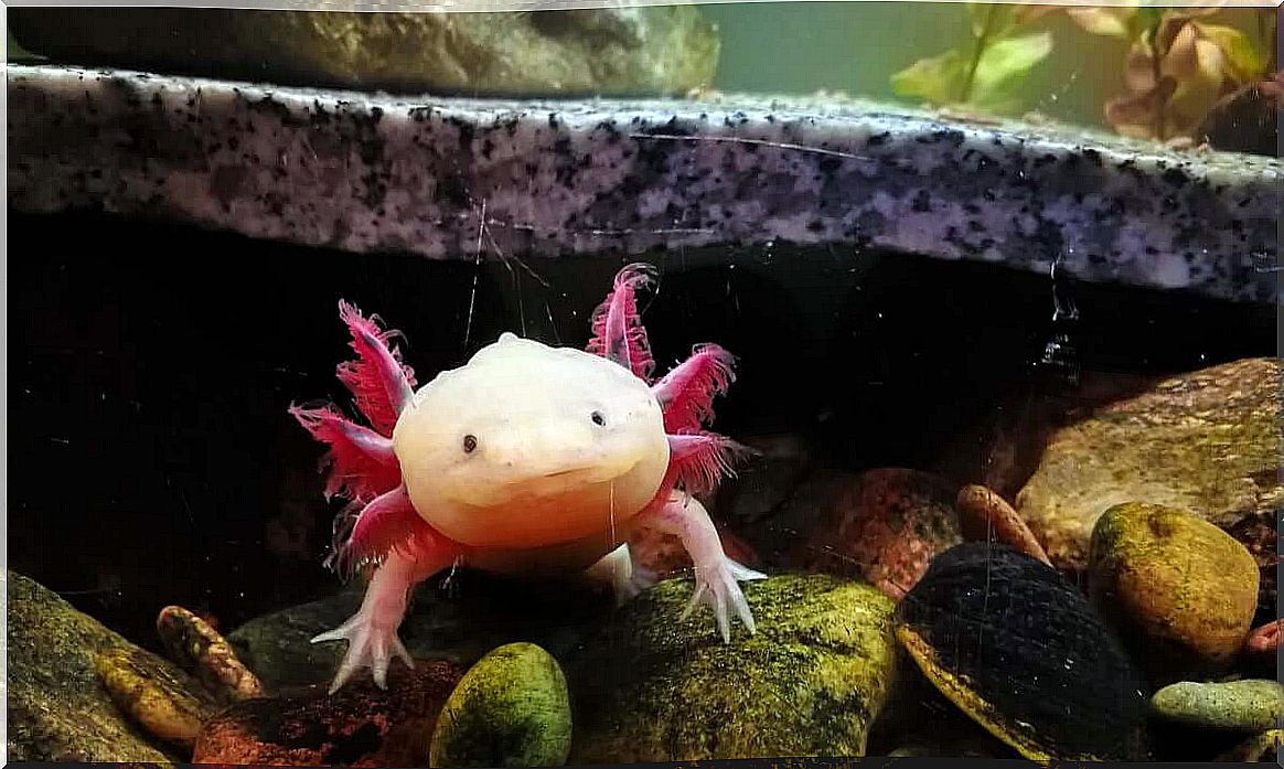 to cool the aquarium water of an axolotl