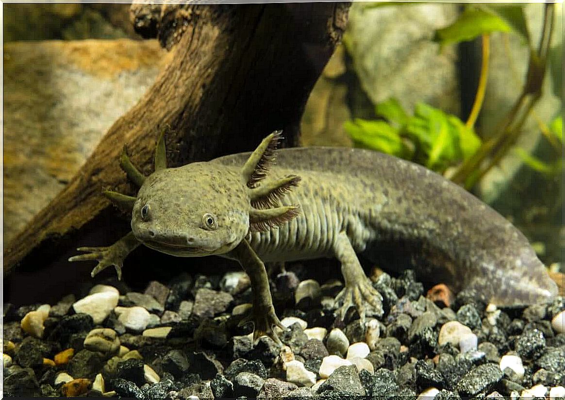 to cool the aquarium water of an axolotl