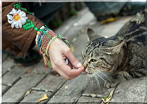 How to gain a stray cat's trust