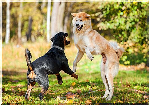 dogs fighting