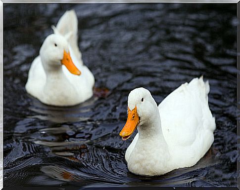 Ducks