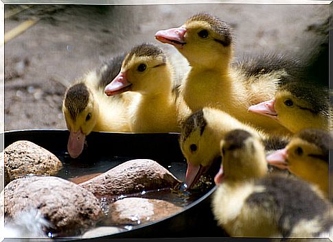 ducklings