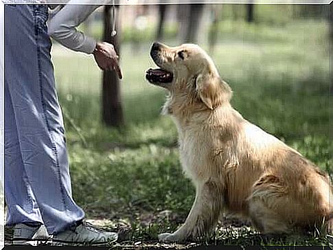 How to teach a dog to sit