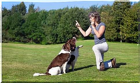 woman training dogs