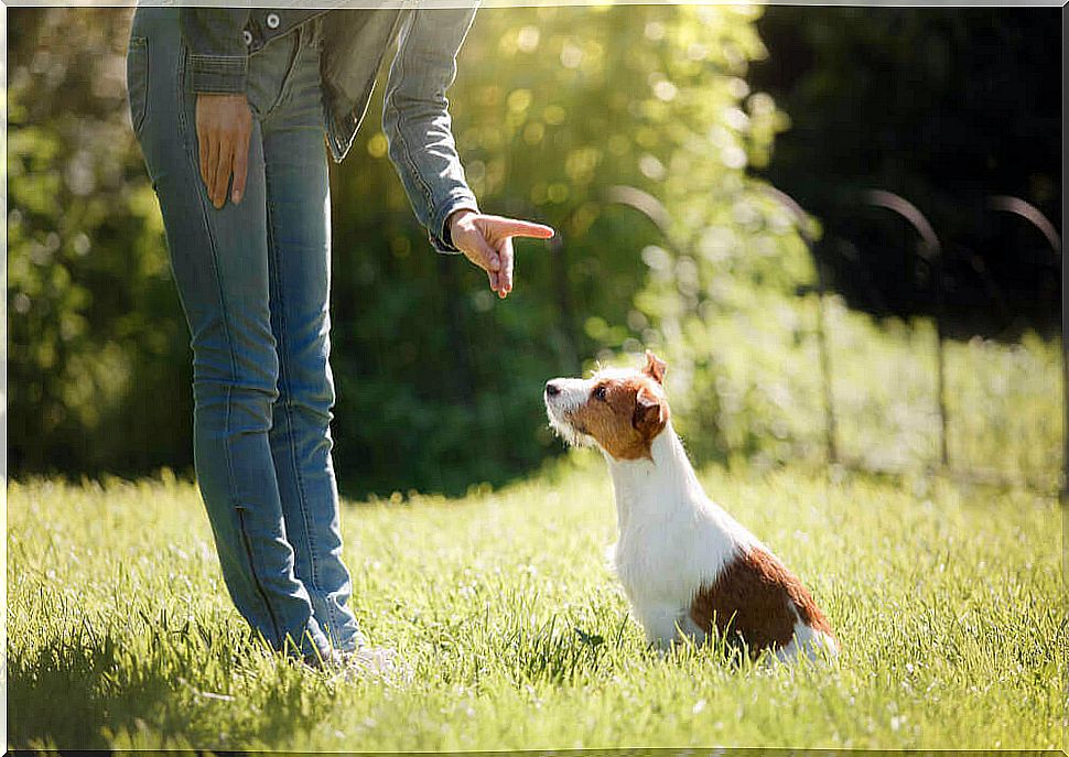 woman trained her dog