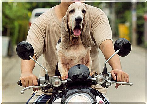 How to travel by motorcycle with your dog