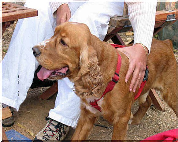 Cocker Spaniel with its owner