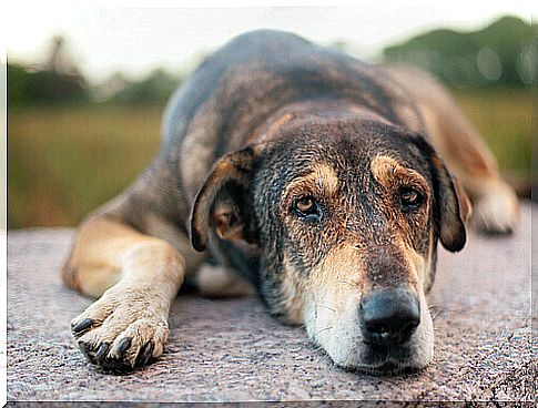 dog lying down