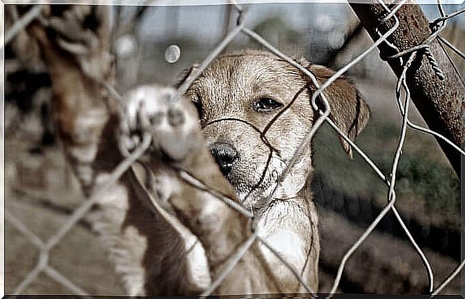 puppy trapped by the fence