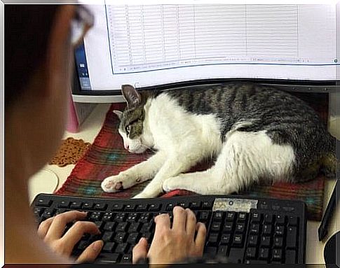 In Japan, the cat works