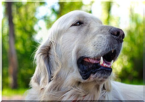 Is it dangerous to cut a dog's whiskers?