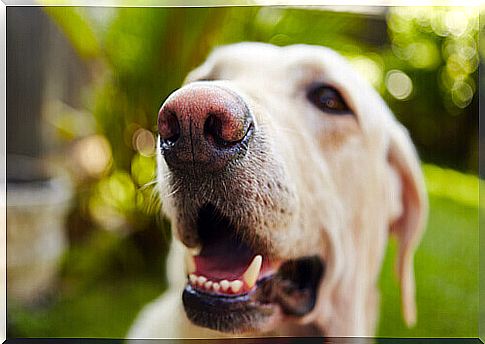 tumors-in-the-mouth-of-the-dog