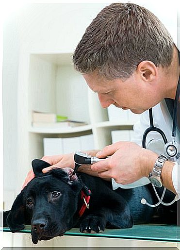 Exam in your dog's ears