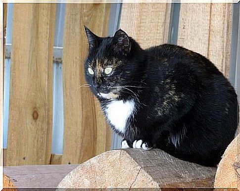 obese japanese bobtail cat