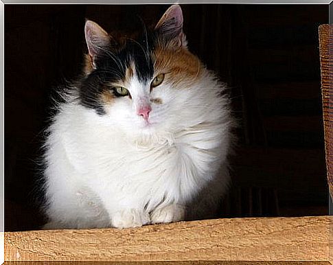 Tricolor cat of the Japanese bobtail breed