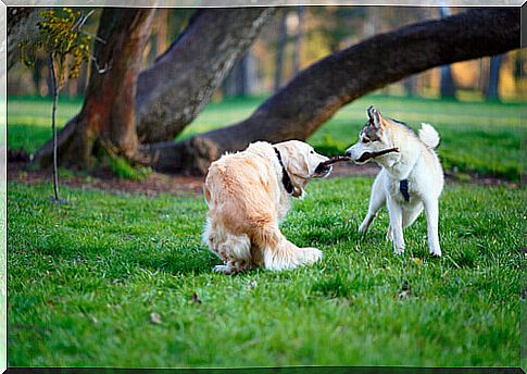 dogs fighting