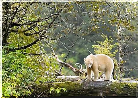 Kermode bear, the spirit of the forest