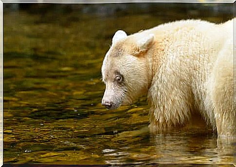 kermode bear hunting salmon