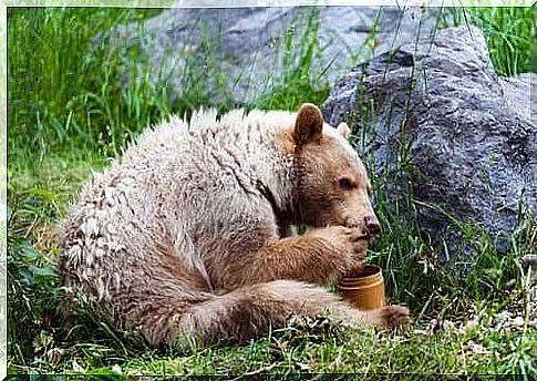 Feed the spirit bear