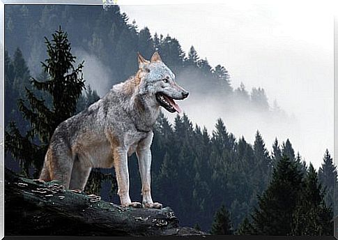 yellowstone wolf