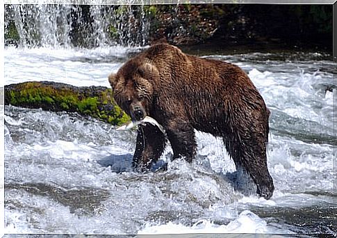 brown bear catching salmon