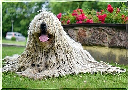 Komondor Features: Meet This Sheep Dog