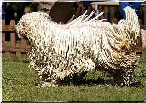 Meet Komondor