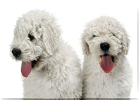 Komondor puppies