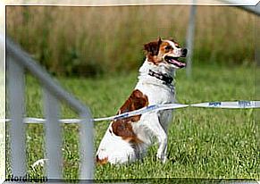 Kromfohrländer, a young and friendly breed