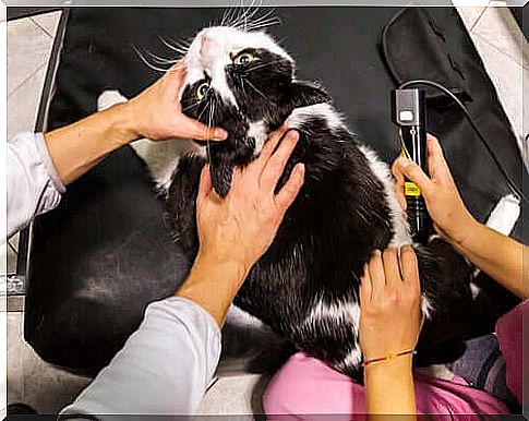 Laser Therapy for Pets