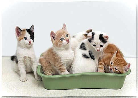 Learn about the advantages of biodegradable cat litter