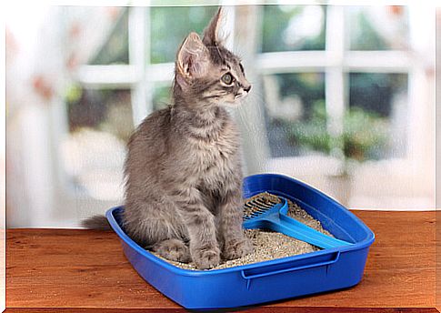 cat in sandbox