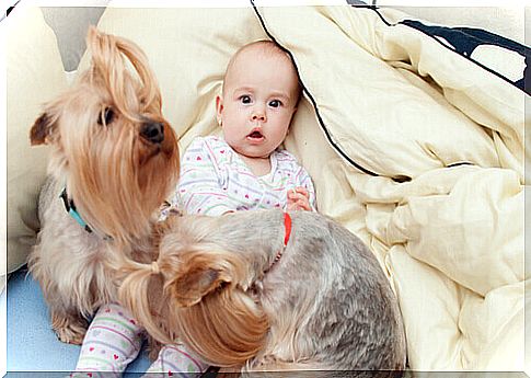 Learn how dogs improve baby's health