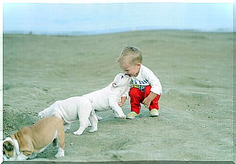 dog licking baby