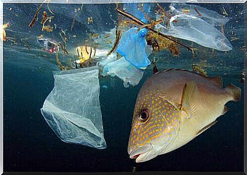 Pollution in the oceans