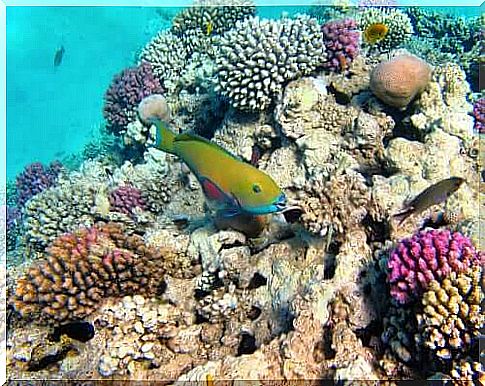 Columbretes Islands Marine Reserves