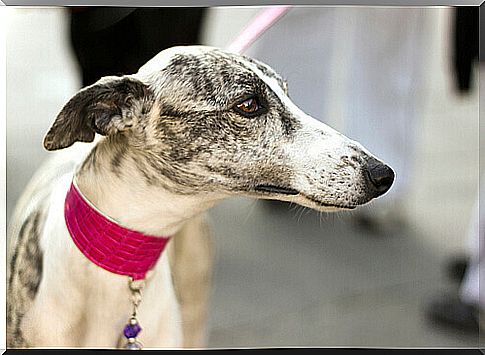 Greyhound with martingale collar