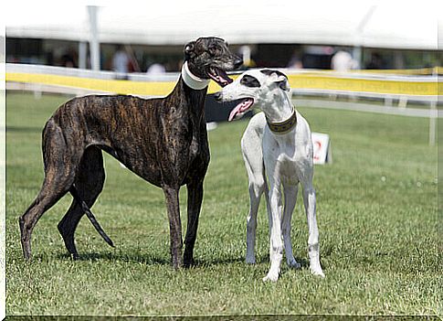 Greyhounds with the Martingale collar