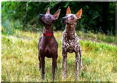 Origin of xoloitzcuintle