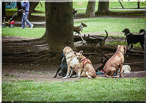 dogs in park