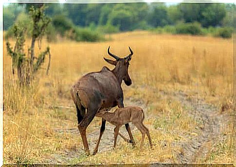 Mother and mezzanine cub