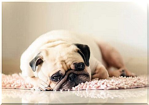 chronic fatigue in animals