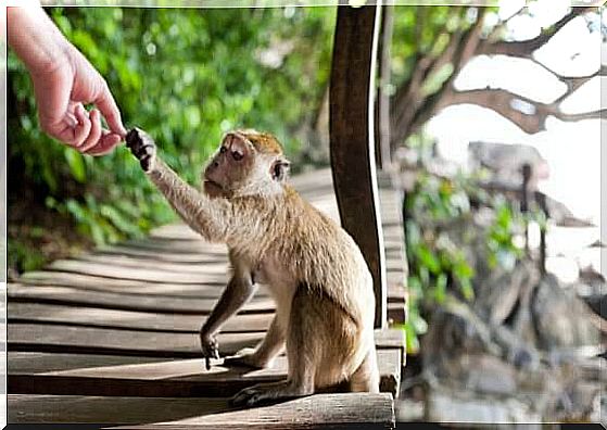 Monkeys steal because of us.  Know more!