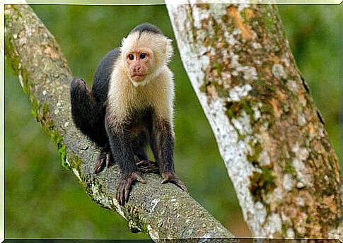 small monkey in tree