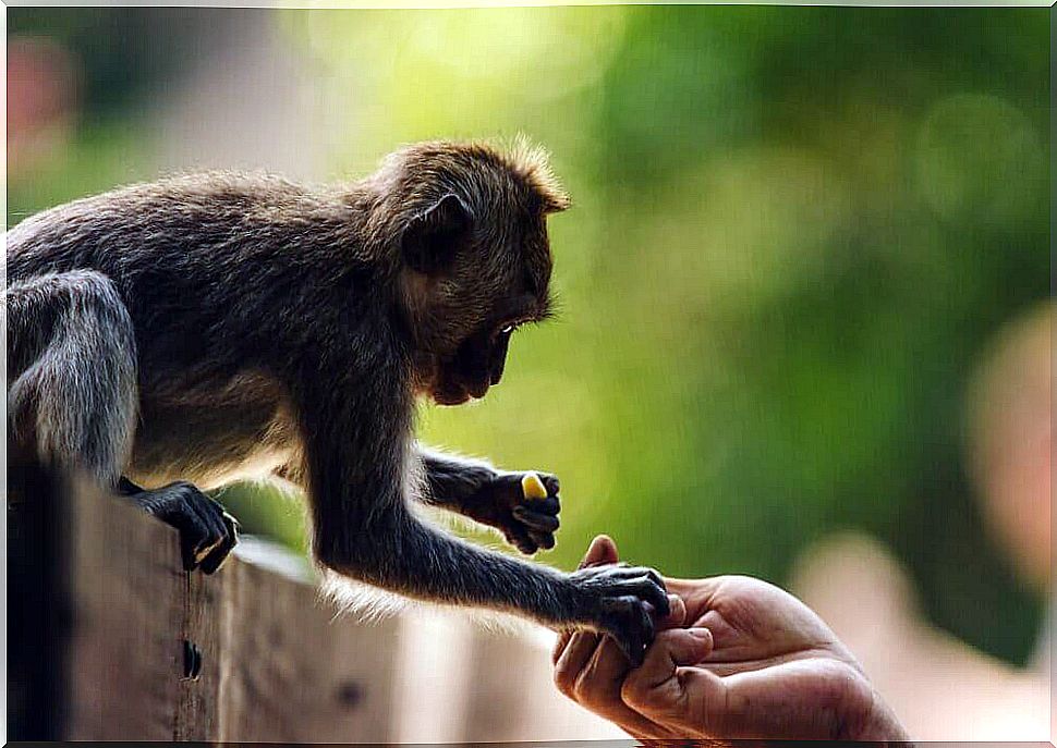 human feeding monkey